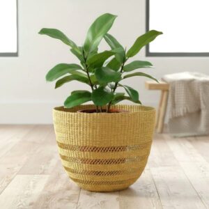 Two-tone Bolga planter basket in elephant grass with open lattice banding, holding a floor plant