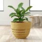 Two-tone Bolga planter basket in elephant grass with open lattice banding, holding a floor plant